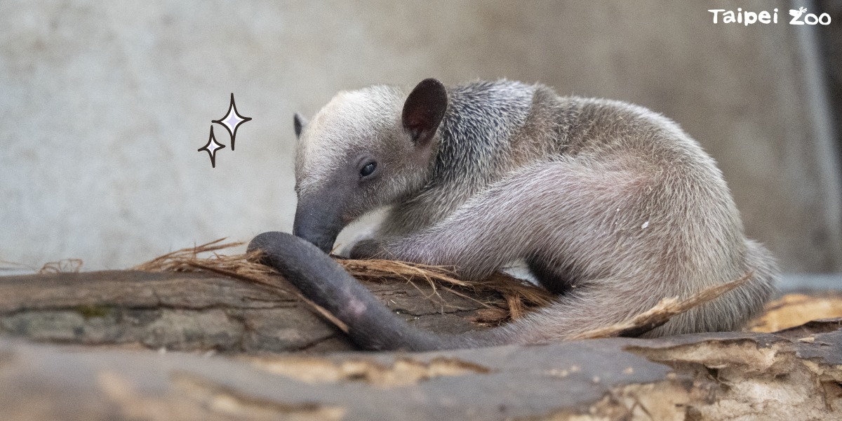 園方曝光小食蟻獸「紅龍」的萌照。 圖：翻攝自台北市立動物園臉書