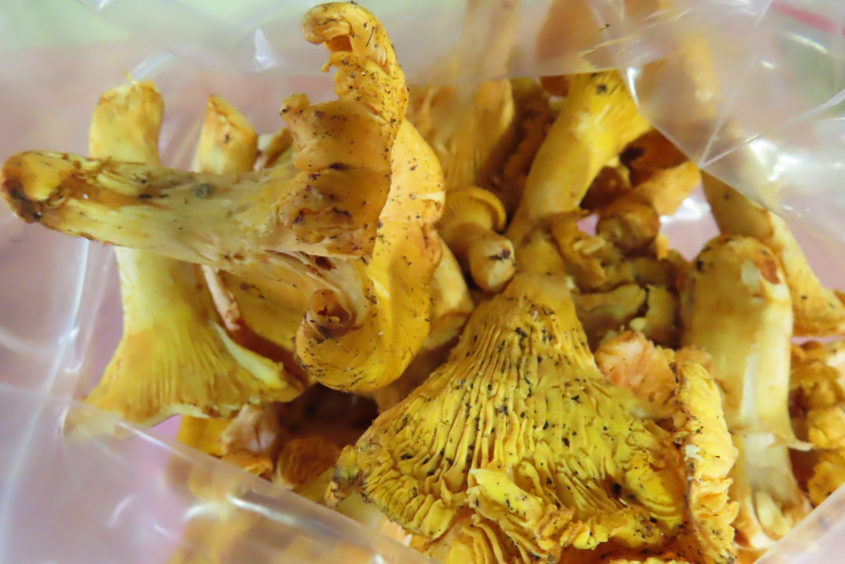 來自立陶宛的進口黃蘑菇因檢出輻射銫-137含量超標。 圖：食藥署／提供