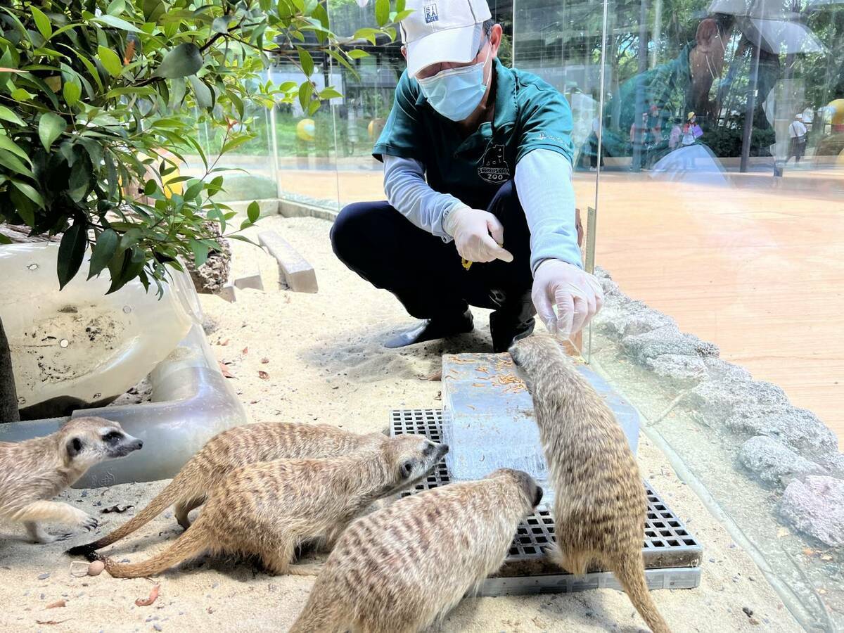 狐獴瘋狂搶食保育員餵食的麵包蟲。 圖：高雄市觀光局/提供