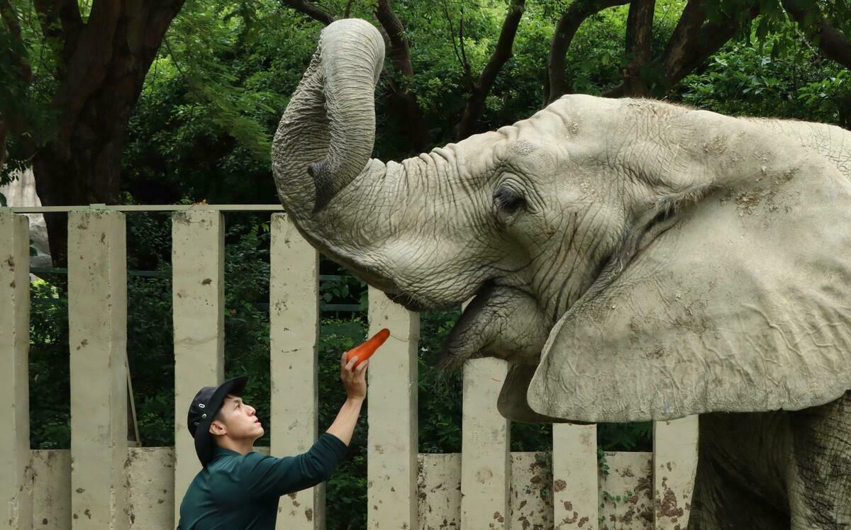 父親節致敬保育員！壽山動物園表彰超級奶爸愛心