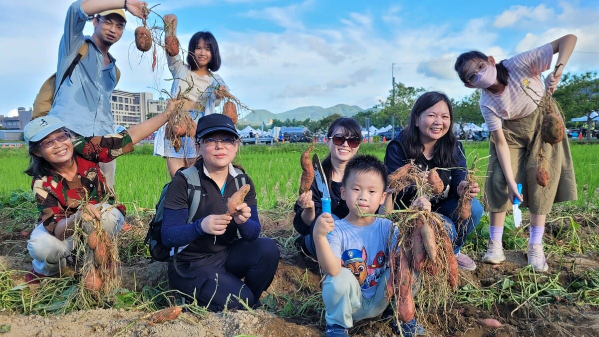 2024金山甘藷季正式開跑，快來金山挖甘藷。 圖：金山區公所／提供
