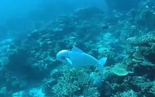 海洋研究科技大突破! 仿生機器魚「伊芙」解開水下生態神秘面紗