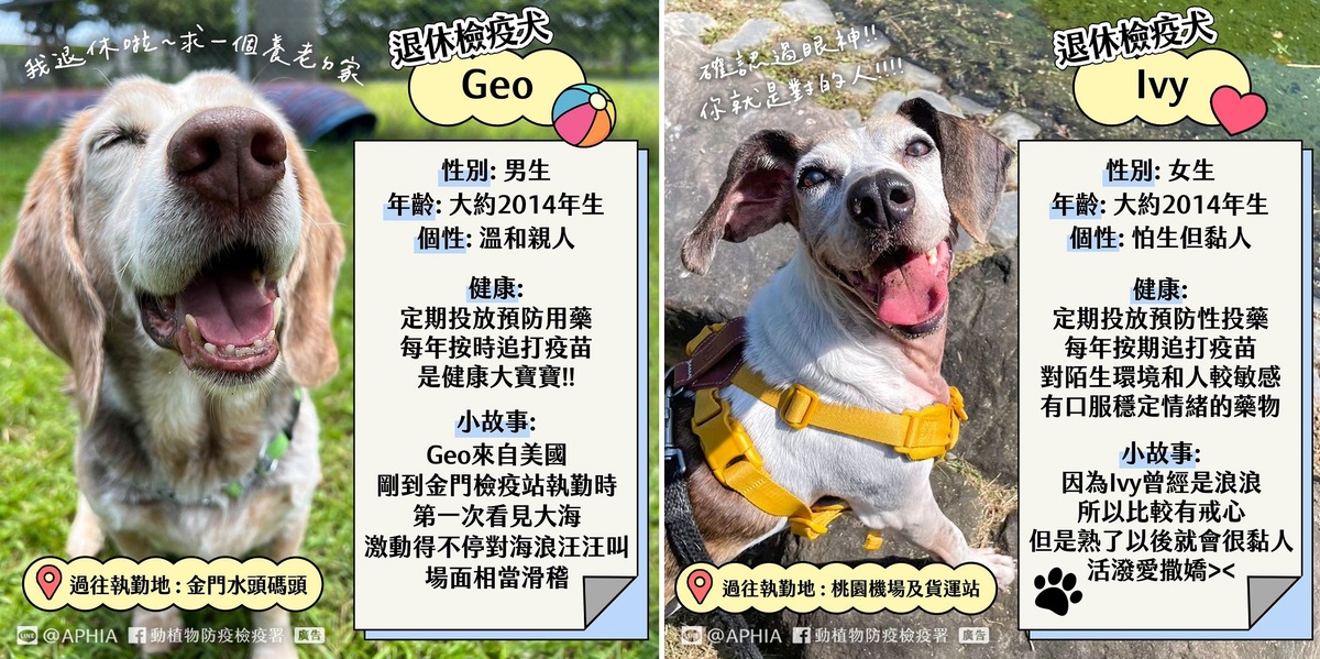 來自美國的檢疫犬Geo是男生（左圖），與原本是浪浪的Ivy（右圖）退休，正在等待新的家。 圖：翻攝自動植物防疫檢疫署臉書／新頭殼製