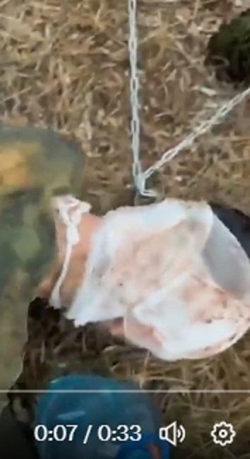 烏軍在戰場上俘獲被鐵鏈拘束在一起防止逃跑的俄軍「鐵鏈兵」。 圖 : 截圖自X / 以色列戰爭