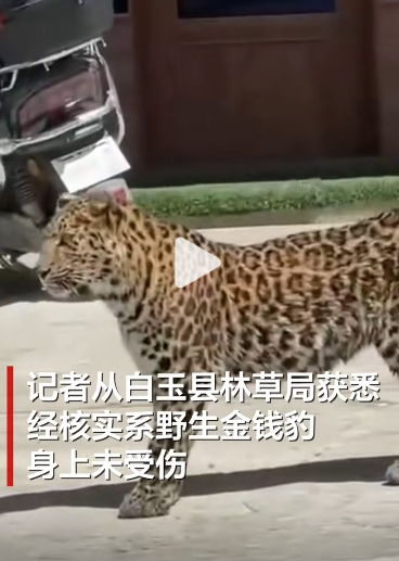 四川省白玉縣縣城在昨 ( 1 ) 日出現了一個罕見景象，一隻金錢豹竟然在大街上漫步 圖 : 翻攝自騰訊網