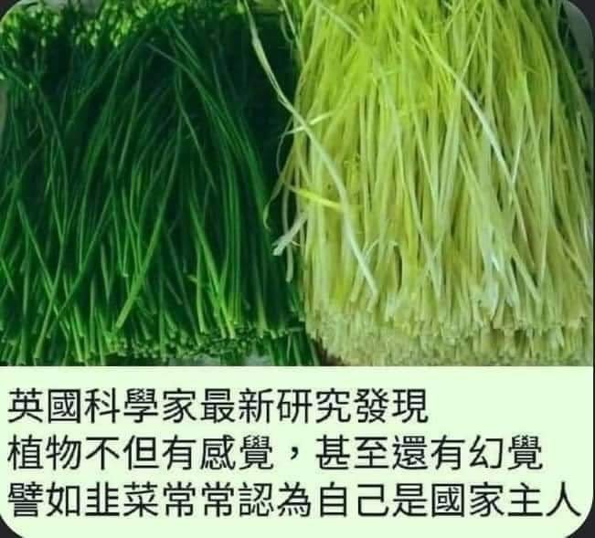 中國流行以「韭菜」形容被壓榨的底層民眾。 圖：翻攝自 @xinwendiaocha X 帳號