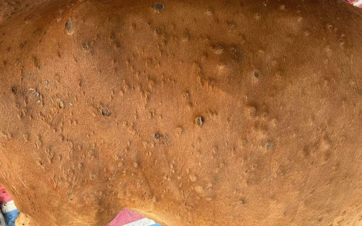 補強疫苗奏效！金門牛結節疹疫情控制有成 農業部：無擴散跡象！