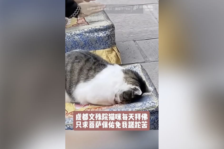 貓咪在蒲團上睡著，神似虔誠祭拜，惹香客喜愛。 圖 來源：翻攝自微博
