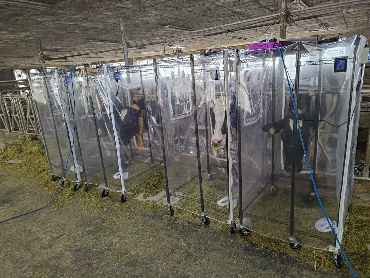 利用集氣罩及甲烷偵測器監測泌乳牛打嗝（噯氣反射）時甲烷排放量發現，提高副產物在飼糧中的比例能有效降低瘤胃甲烷氣的產生量。 圖：農業部／提供