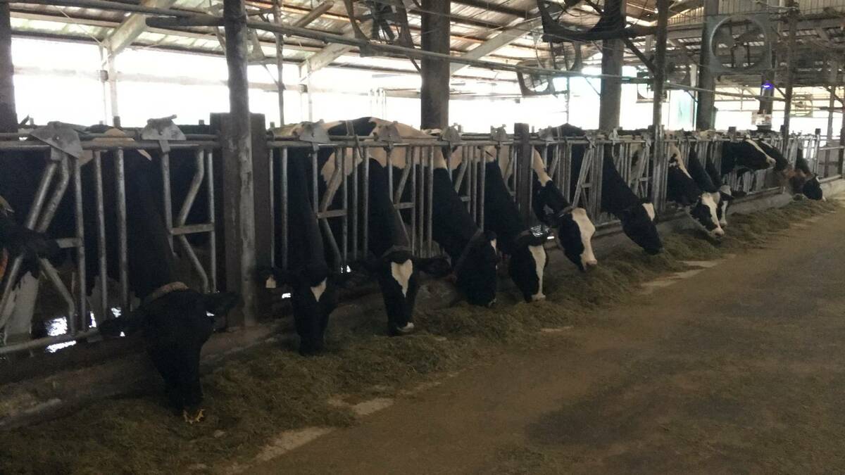 畜試所研究指出，調整乳牛飼料可減少4.5%二氧化碳排放，同時保持產量，助力酪農永續發展。 圖：農業部／提供