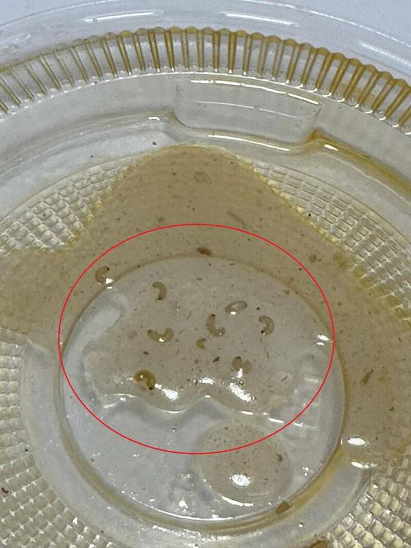 高雄岡山籃筐會發生夜市食品安全事件，消費者購大腸麵線發現疑似蛆蟲，衛生局調查中。 圖：翻攝自網路