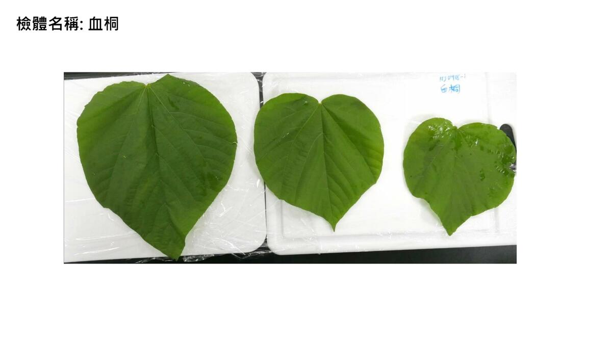 食藥署調查台東疑似食品中毒，發現「蝸牛小米粽」食餘裡含劇毒農藥「有機磷劑托福松」。值得注意的是，「蝸牛」及「血桐」檢體則未檢出該物質。 圖：食藥署／提供