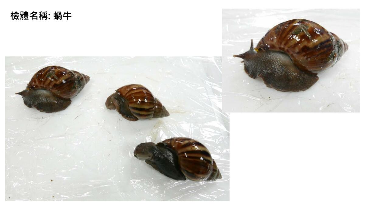 食藥署調查台東疑似食品中毒，發現「蝸牛小米粽」食餘裡含劇毒農藥「有機磷劑托福松」。值得注意的是，「蝸牛」及「血桐」檢體則未檢出該物質。 圖：食藥署／提供