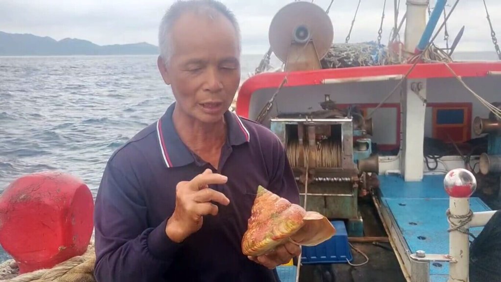 宜蘭林姓漁民在龜山島外海捕獲罕見稀有活體「龍宮貝」。 圖：由漁民提供