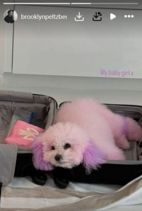 布魯克林曬出家中愛犬的照片，只見原本毛色雪白的狗，如今被染成粉紅色，耳朵及後腳則被染成紫色。 圖：翻攝自布魯克林貝克漢IG