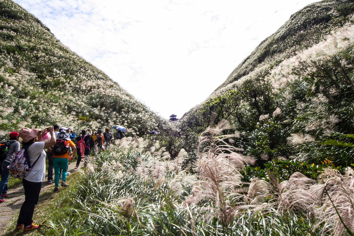 草嶺古道是東北角最受歡迎的步道之一，秋冬限定的芒花美景，每年更吸引許多遊客前往取景。 圖：翻攝自東北角之友臉書