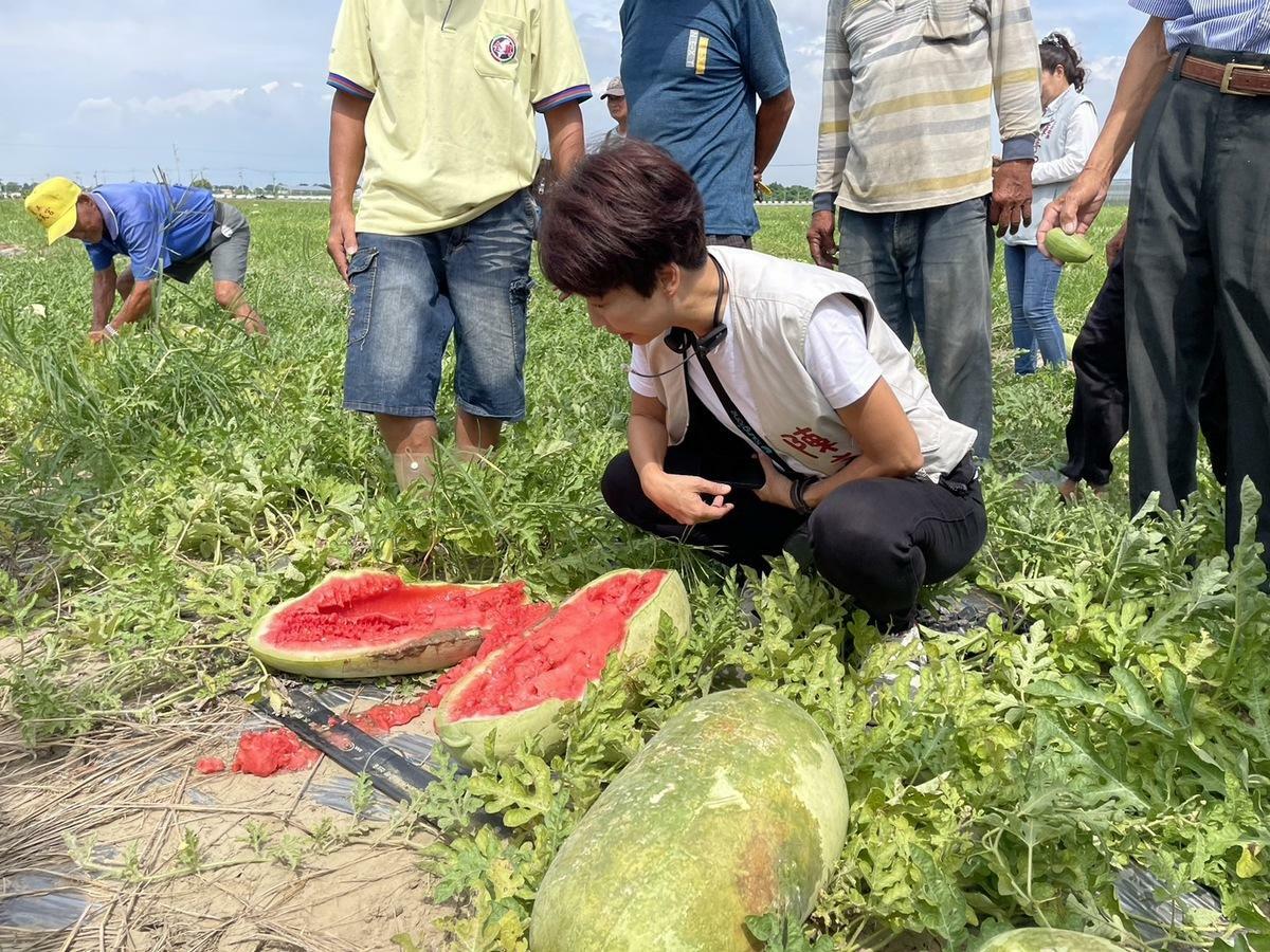 立委陳亭妃偕同市議員蔡秋蘭及方一峰，邀集農業部農糧署、台南市政府農業局、將軍區公所至現場勘查，發現不只西瓜有受損情形，蘆筍及號稱哈密瓜界愛馬仕的「卡蜜拉」也有相同狀況，確定因日前連日豪雨成災，對農作物造成延遲性災損。除此之外，由於天候因素導致芝麻原種植時程無法撥種，目前轉作、契作都已無法更改種植品項，造成農民無所適從。 圖：陳亭妃服務處提供
