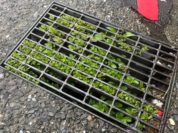 颱風來襲基隆淹水，水溝蓋長草引發民眾不滿及熱議。 圖：翻攝自基隆語臉書