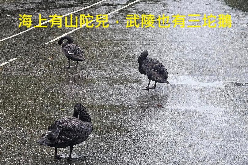 繼花蓮玉里出現「三頭鵝」後，台中武陵農場也發布了「三陀鵝」照片，大玩諧音梗的同時提醒民眾颱風天要注意自身安全。 圖：翻攝自 武陵農場 Facebook 帳號