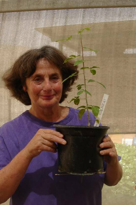 耶路撒冷路易斯·L·博里克自然醫學研究中心的創始人莎拉·薩隆博士在這棵樹前。六個月前，她將這顆古老的種子種下，並為它取了一個綽號，稱它為「Sheba」。 圖:翻攝自X帳號@DeHavenAI