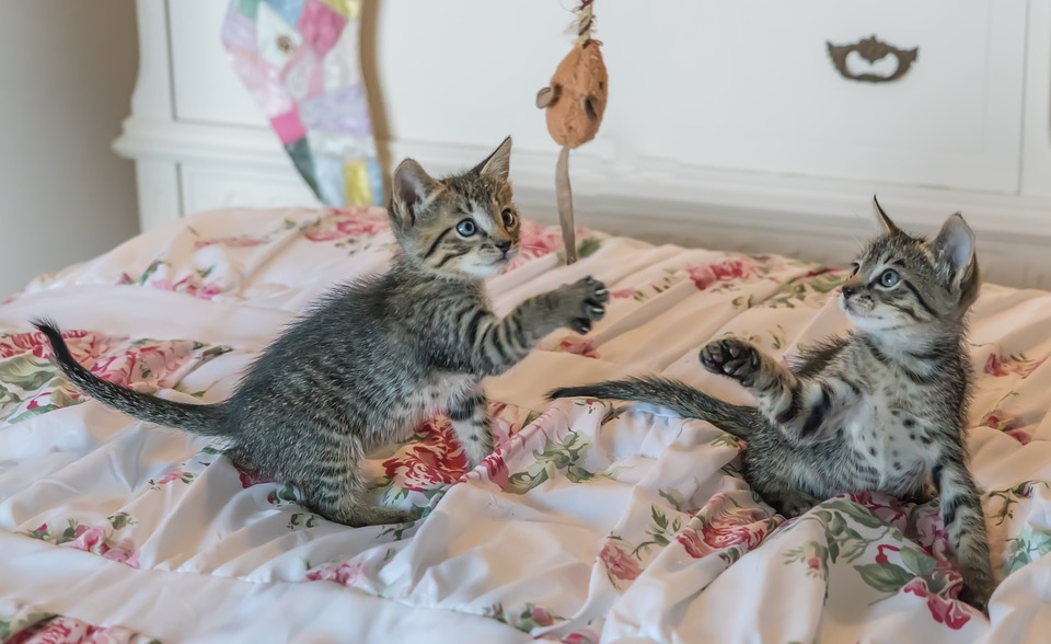 如果家中飼養的幼貓的話，不妨可以從輕巧的小球玩具著手。 圖：寵毛網petsmao資訊平台提供