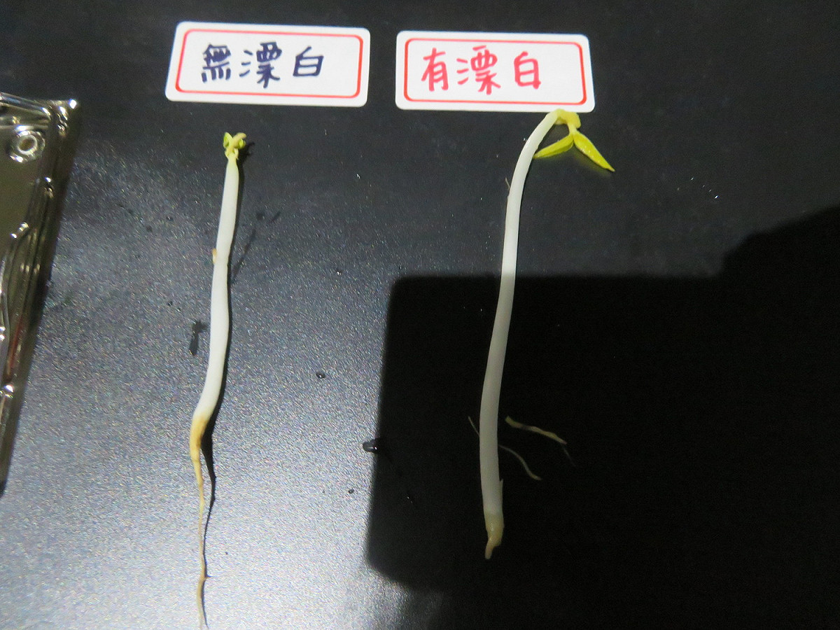 正常生鮮豆芽菜與漂白後的豆芽菜比較，呼籲民眾購買前多加注意。 圖：新北市衛生局/提供