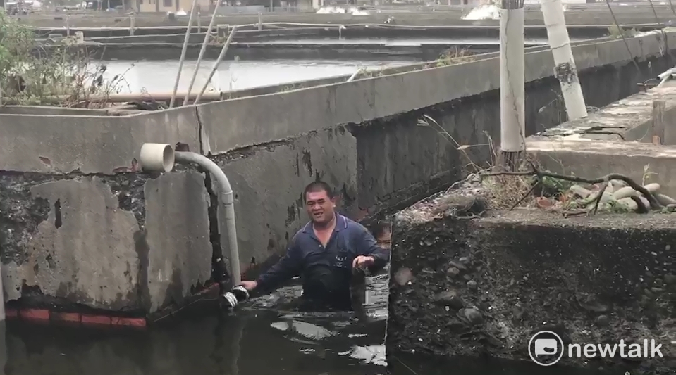 有養殖魚塘因昨晚暴雨水漫過堤邊，導致養殖魚類跑出魚塘游進一旁的大排水溝中，民眾下水撈魚。 圖：民眾獨家提供
