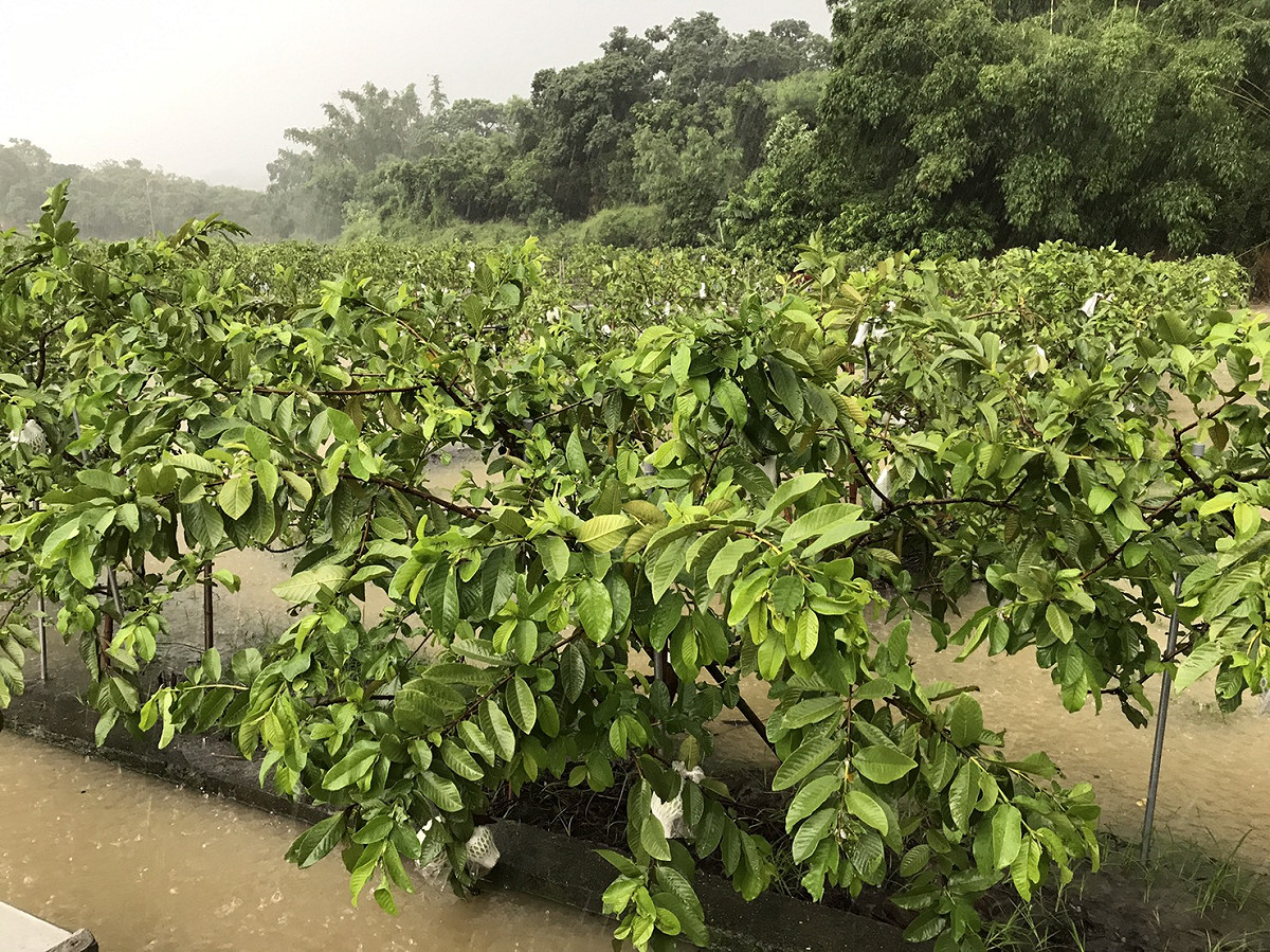 農業局籲請農友注意豪雨後的田間管理，以減少農作物災害損失。 圖：高雄市政府提供