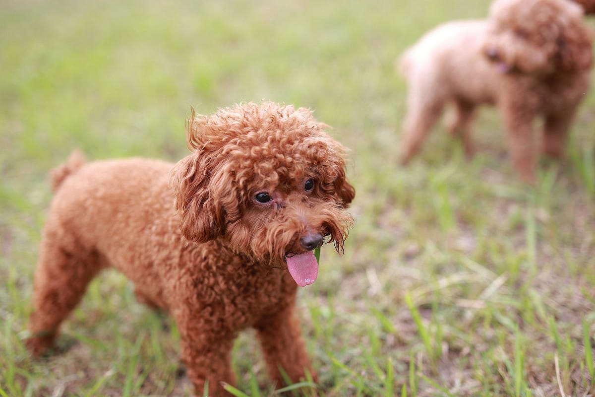 自106年8月1日至107年7月31日止，禁止民眾帶犬、貓及其他哺乳類動物進入所轄國家森林遊樂區、平地森林園區及拉拉山自然保護區。 圖：flickr