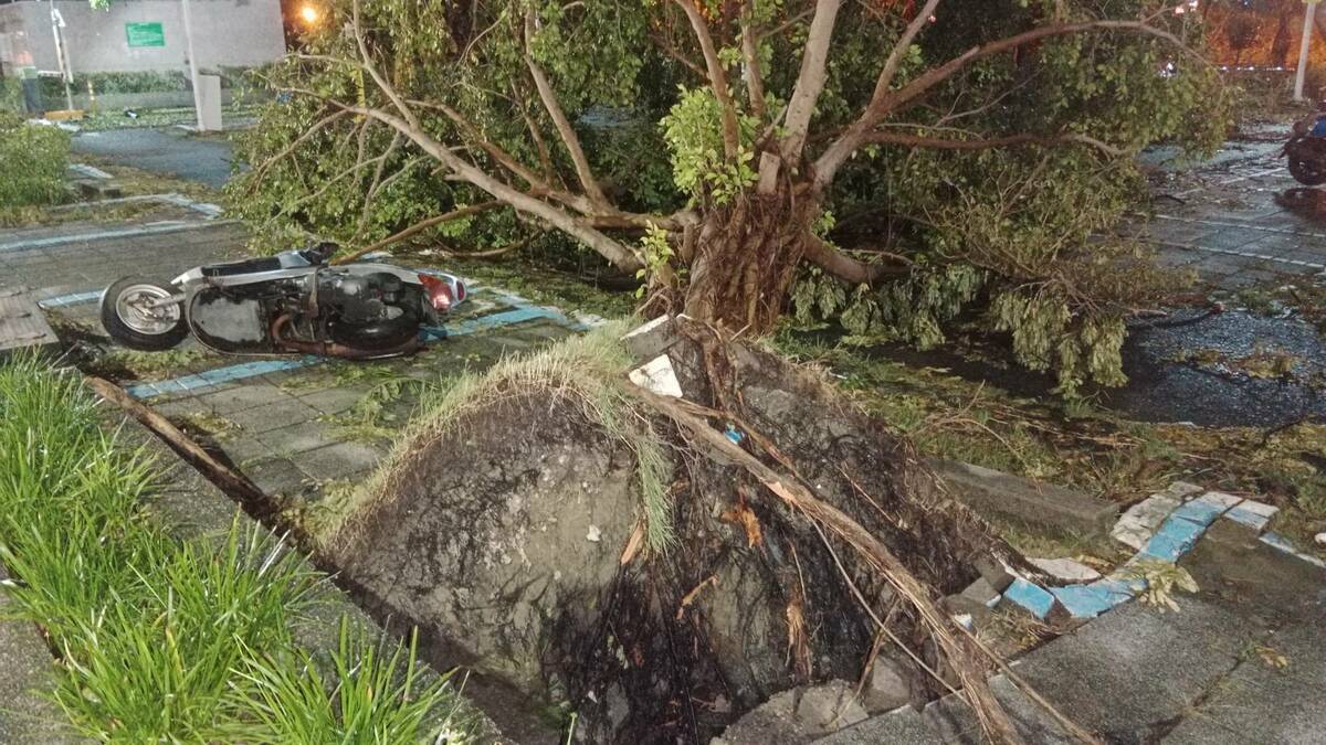 路邊不時可看見被連根拔起的樹木與路倒的機車。 圖：孫家銘攝
