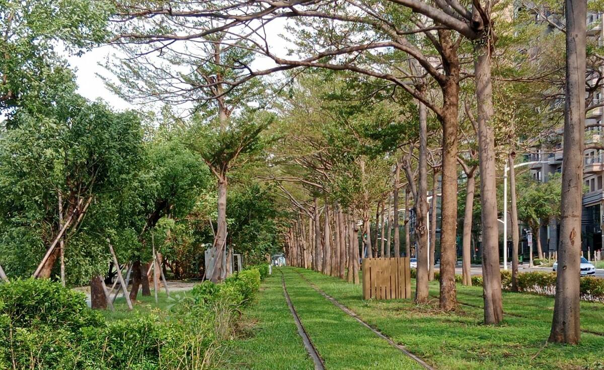 高雄輕軌最美路段的「龍貓隧道」出現「禿頂」現象。 圖：孫家銘攝