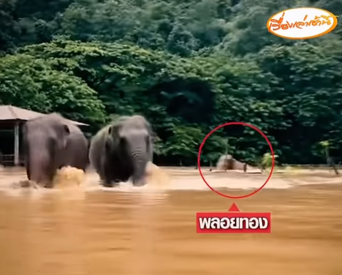 園內大象來不及逃跑，洪水已到大象腹部 圖：翻攝自IG/帳號：elephantnaturepark