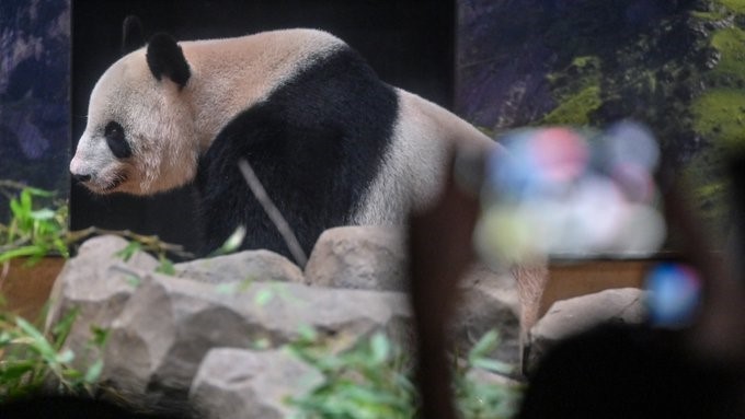 日本與中國的兩大象徵動物 —— 朱鷺和大熊貓相繼回到中國，位這種曾經促進兩國關係的動物交流形式增添了不確定性。 圖片來源: X帳號@VOAChinese