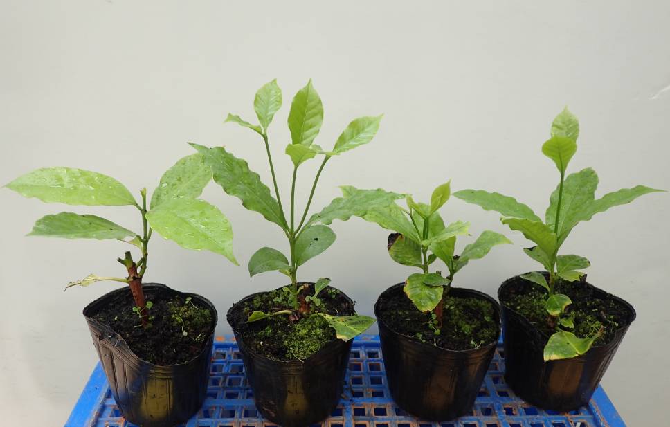 農業部茶改場開發咖啡扦插繁殖技術，如藝妓其發根率達75%，茶改場表示將授權技術，歡迎洽詢。 圖：茶改場／提供