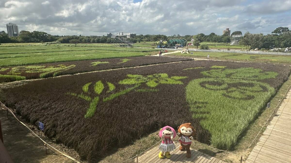 在地農友種植彩色稻株完成多樣的彩稻圖騰。 圖：桃園市政府農業局／提供