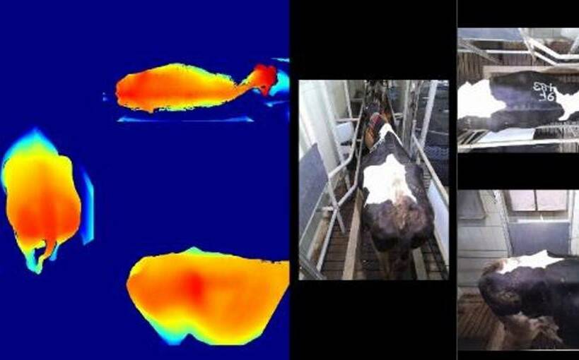 智慧農業新突破！乳牛3D體態量測系統上線