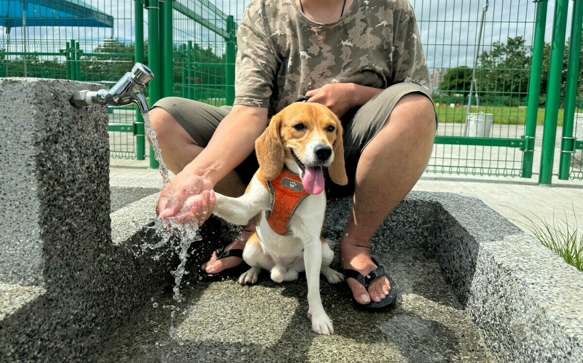 毛孩樂園再升級！浮洲寵物公園更新擴大 還設專屬洗腳台