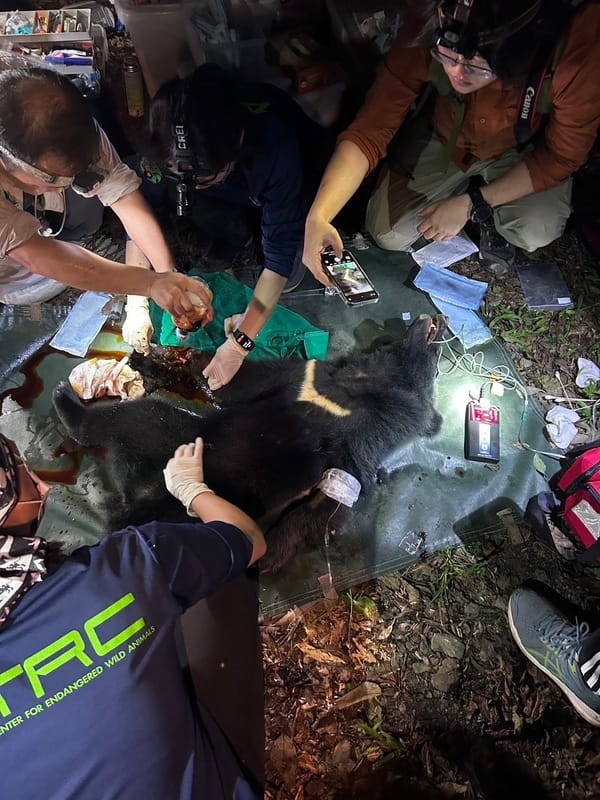 屏東科技大學保育類野生動物收容中心執行檢傷救傷工作。 圖：林業及自然保育署屏東分署／提供