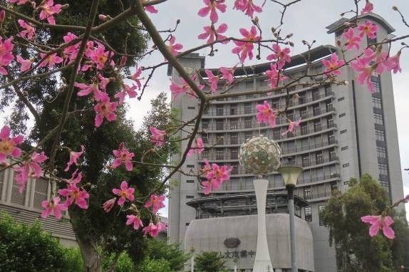大度路三段美人樹。 圖：台北市政府工務局公園路燈工程管理處／提供