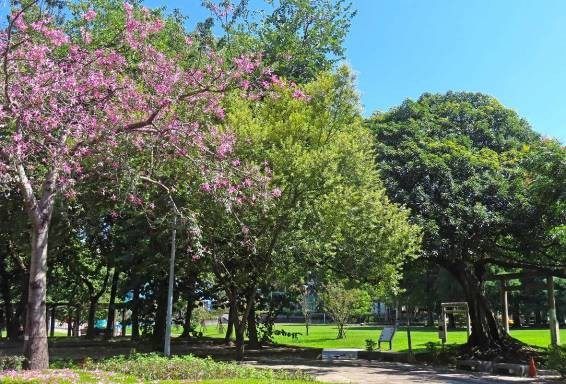 林森公園日式鳥居附近的美人樹已盛開。 圖：台北市政府工務局公園路燈工程管理處／提供