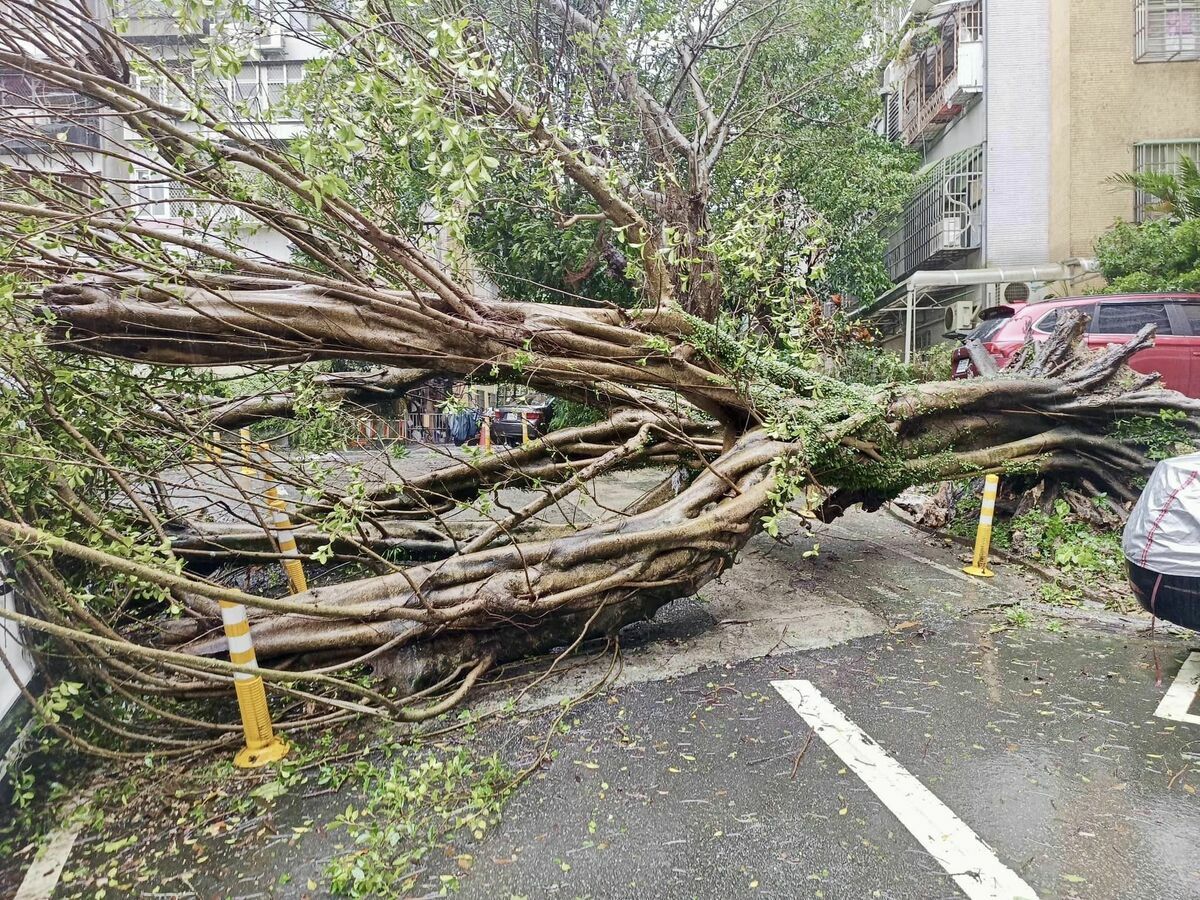 強風吹倒台北市路樹。 圖：翻攝自王欣儀台北市議員臉書