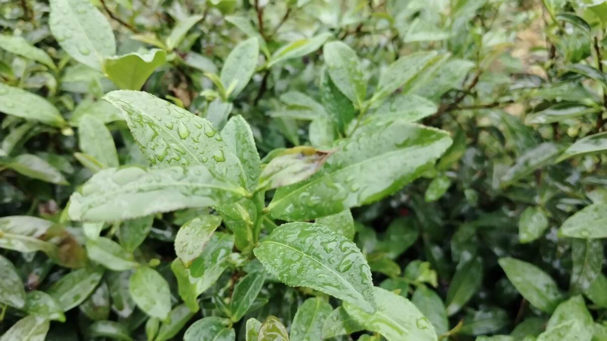 新北市低海拔未採收茶區因颱風導致葉面受損。 圖：新北市農業局/提供