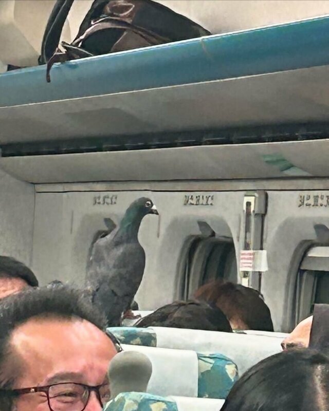 高鐵列車內一隻鴿子飛竄，乘客驚慌。經人員處理，飼主在苗栗站捕捉下車。高鐵提醒：禁止攜帶禽鳥，違者拒載。 圖：民眾提供
