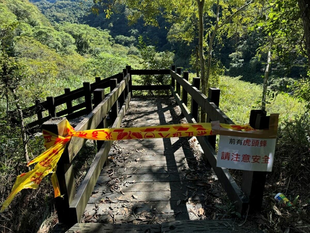 苗栗縣消防局已封鎖虎頭蜂活動區域，避免民眾遭到蜂群攻擊。 圖：苗栗縣消防局／提供