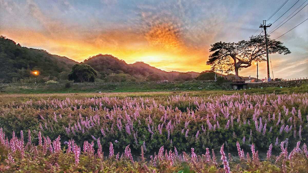 新竹縣關西鎮仙草花海。 圖：翻攝自關西鄉土文化協會臉書