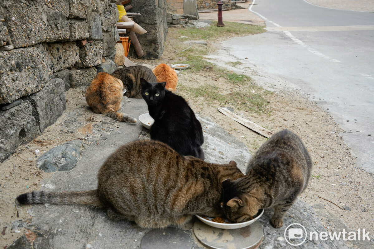 網友們捐贈貓飼料，讓東莒浪浪們吃得健康，卻因為有幾隻剛出生時沒有結紮，讓島上浪浪數量爆增。 圖：張良一/攝