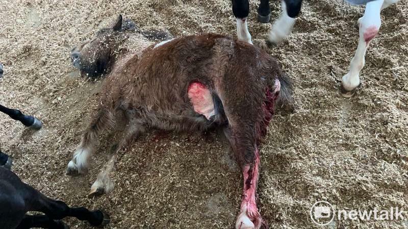 一群流浪狗侵入黃金海岸附近馬場並發動兩波攻擊，導致馬兒三死三傷，慘遭咬死和驚嚇死亡的馬分別是，兩隻寵物馬和價值七、八百萬的賽馬。 圖：國民黨團提供