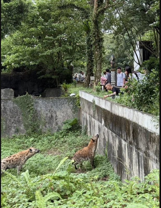 一名男子跨欄逗弄餵食鬣狗，北市動物園表示將備案提告。 圖／翻攝threads帳號「jojo06260626」