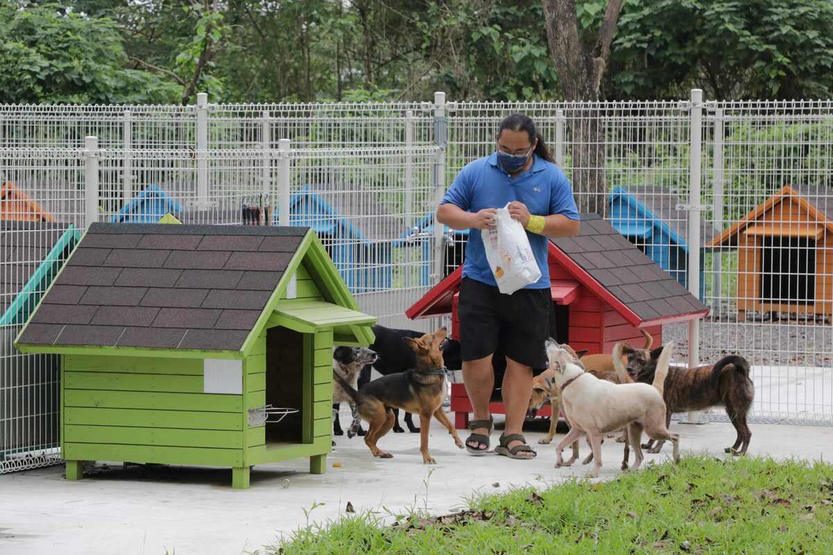 為解決地方人犬衝突問題，台南市政府於仁德區成功里打造全國首座由公部門設立的遊蕩犬暫置友善場域—「毛孩森活村」，並於今日落成啟用。毛孩森活村佔地約一公頃，除了提供收容設施外，還融入綠地休憩空間，未來將優先收容當地的遊蕩犬，收容量能約達200隻。 圖：台南市政府提供