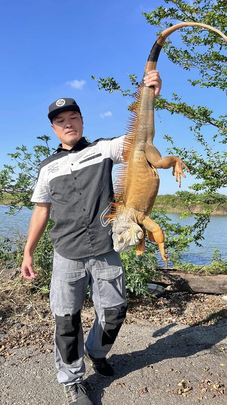 農業部提高綠鬣蜥移除獎金，但專家警告可能引發負面影響，需審慎評估。 圖： 翻攝自Joby臉書專頁